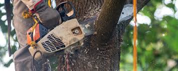 Why Choose Our Tree Removal Services in North Logan, UT?