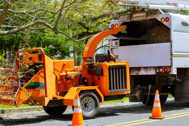 Professional Tree Services in North Logan, UT